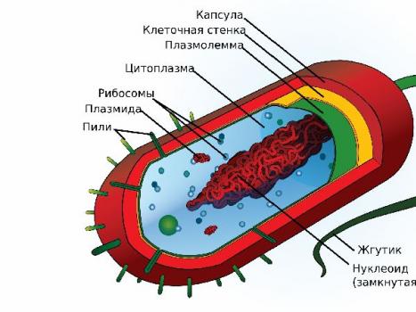 Строение бактерий Что является аналогом ядра в клетках бактерий